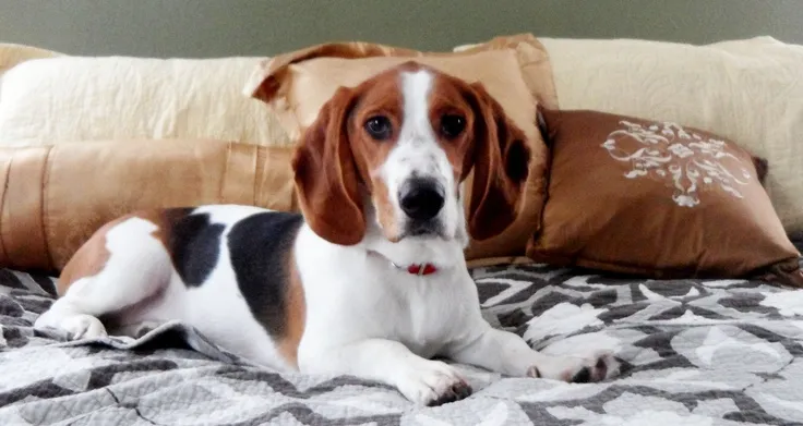 Bagle Hound